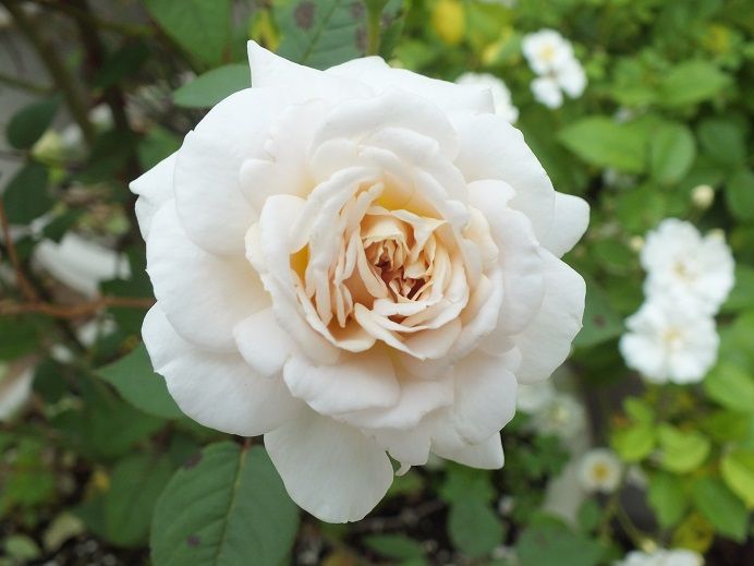  photo moonlightscent_zpseb5f293b.jpg